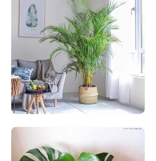 白鹤芋怎么养？了解白鹤芋的养护要点！