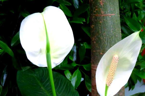 白鹤芋怎么养？了解白鹤芋的养护要点！