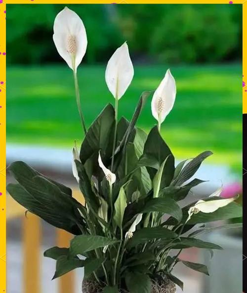 白鹤芋怎么养？了解白鹤芋的养护要点！