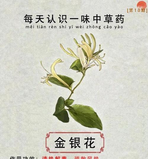 金银花的培养技巧和注意事项有哪些？