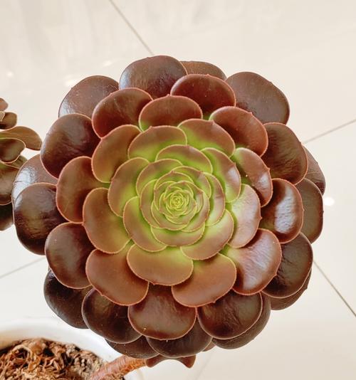 法师的品种有哪些特点？如何选择法师品种？
