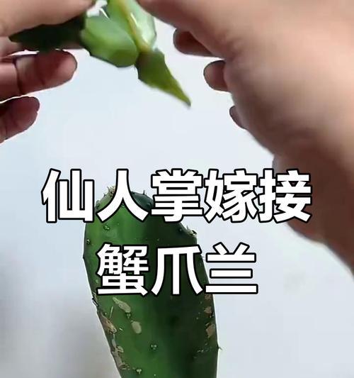 仙人球与蟹爪兰嫁接的步骤和技巧？