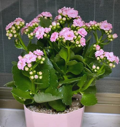 长寿花哪种品种更优秀？选择建议是什么？