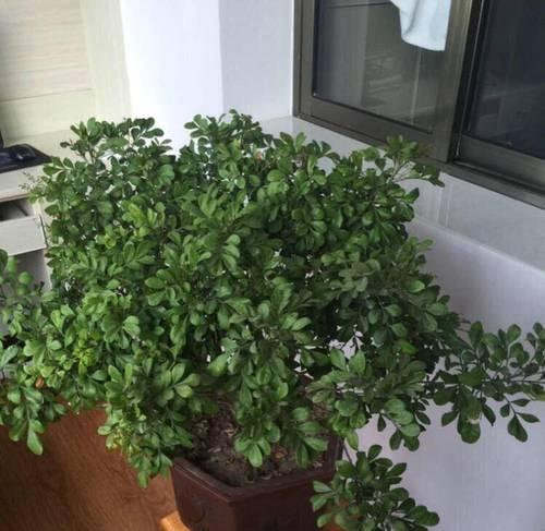 室内养草需要注意什么？如何让室内植物生长得更健康？
