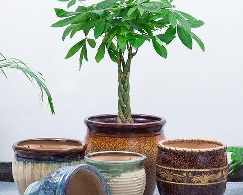 发财树种植应选择哪种花盆？