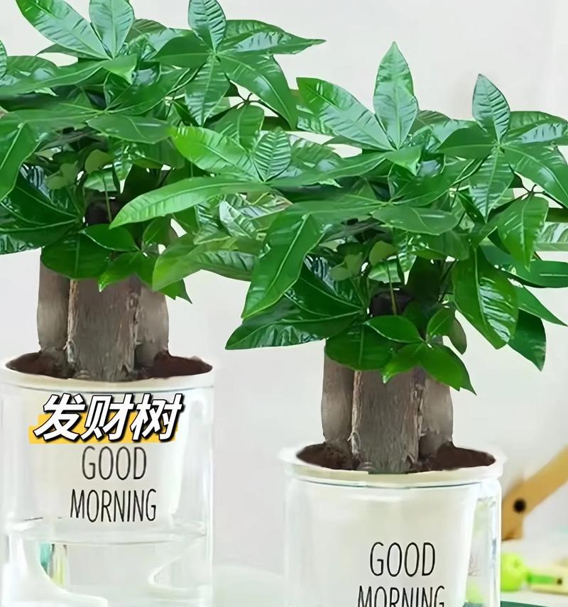 发财树种植应选择哪种花盆？