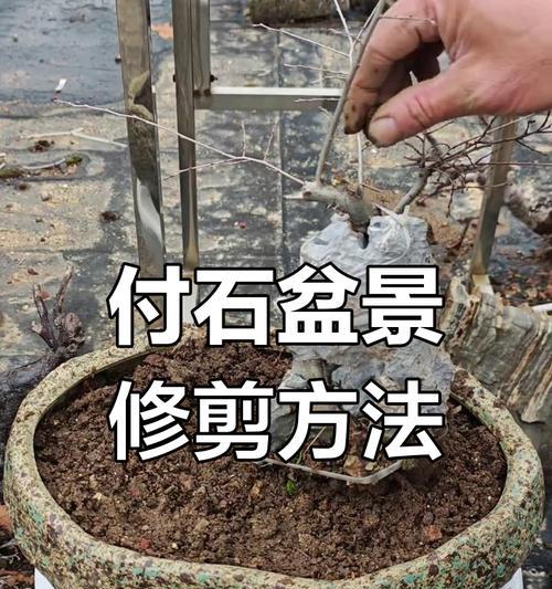 附石盆景制作方法有哪些？