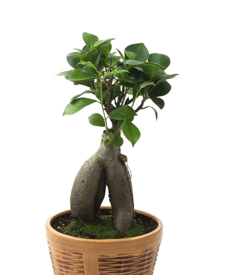 盆栽蓉树的养护方法有哪些？