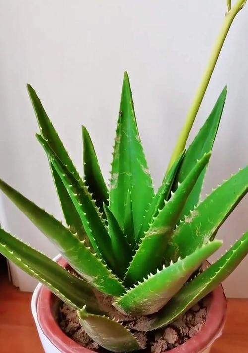 芦荟养殖的常见问题和解决方法是什么？