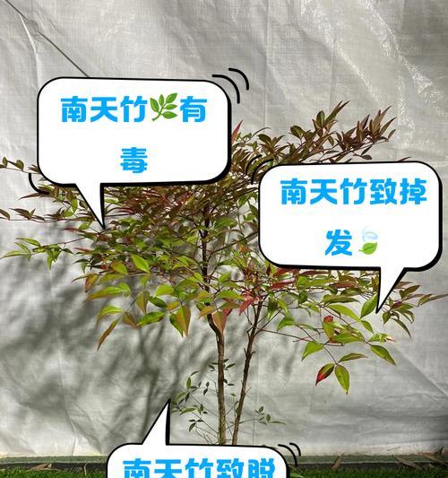 天竹养殖需要注意哪些要点？