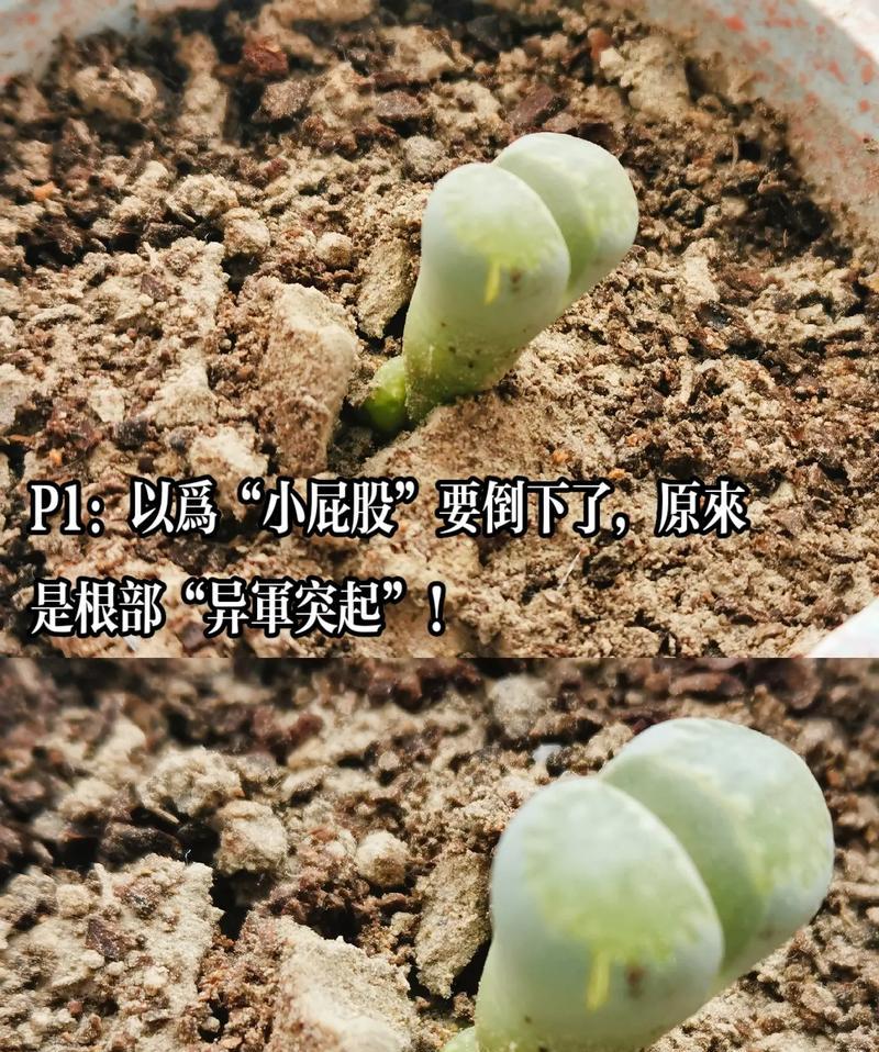 多玉植物土栽培的秘诀是什么？