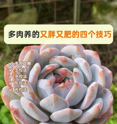 多玉植物土栽培的秘诀是什么？
