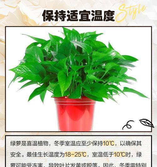绿萝品种有哪些？如何选择最适合的绿萝？