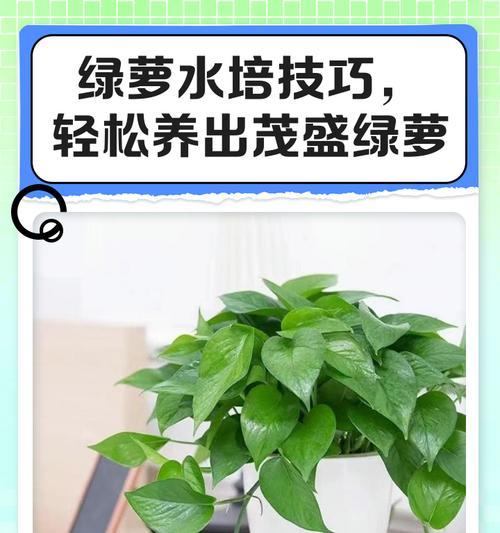 绿萝品种有哪些？如何选择最适合的绿萝？