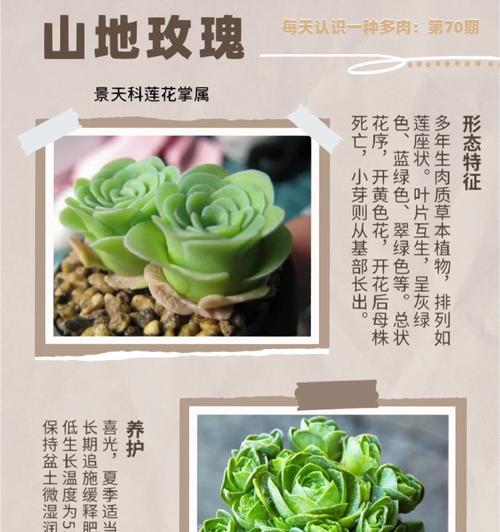 欧洲玫瑰的养殖方法有哪些？
