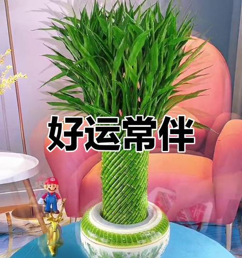 转运竹怎么栽？转运竹的栽种步骤和养护要点是什么？