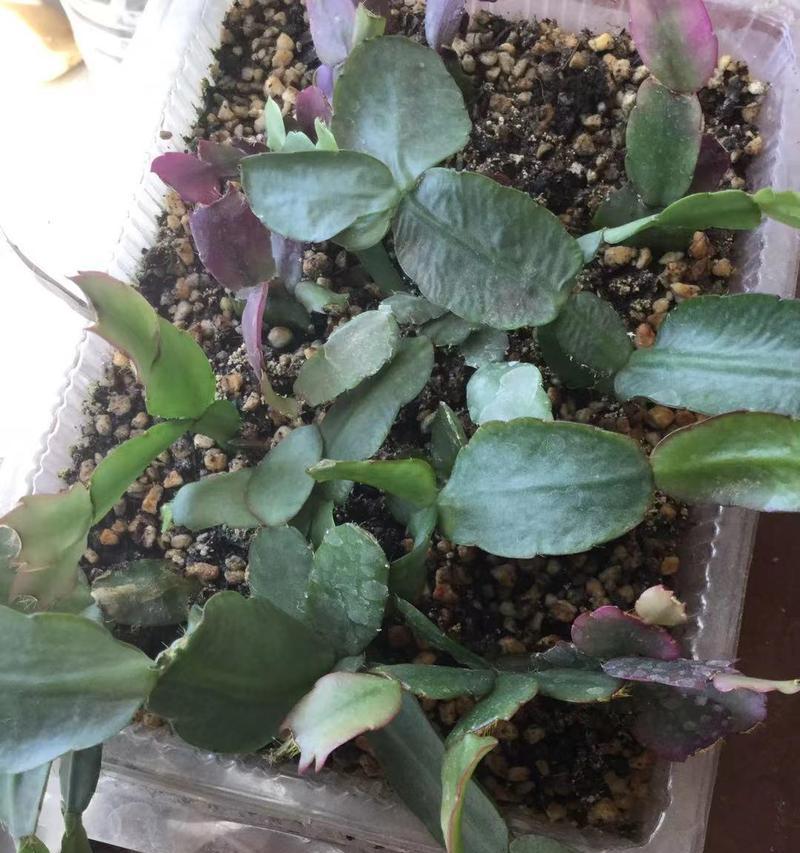 如何选择适合植物的花盆？