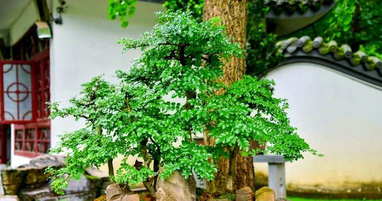 如何选择适合植物的花盆？