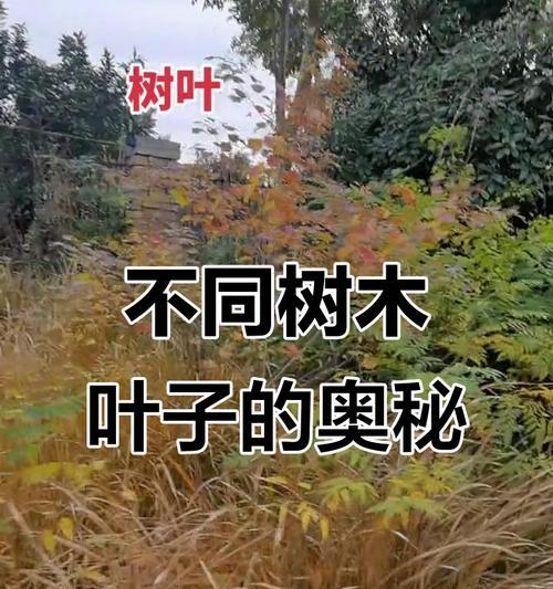 黄树叶的形状和颜色像什么？黄树叶的成因是什么？