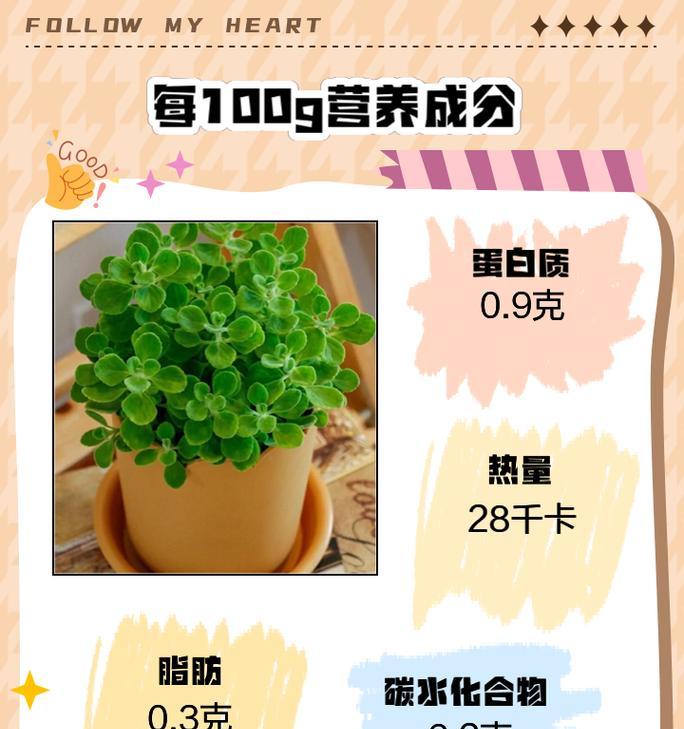碰碰香的正确养护方法有哪些？