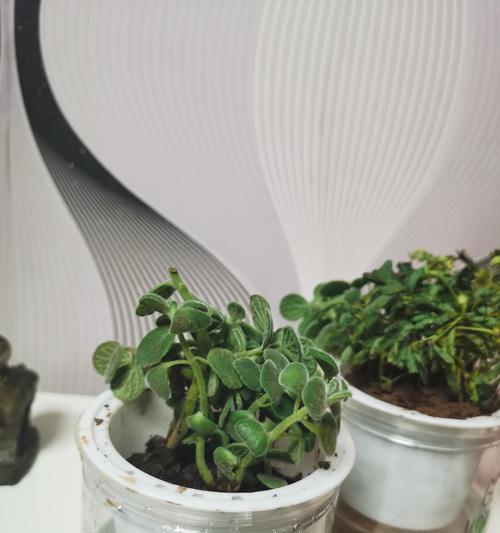碰碰香的正确养护方法有哪些？