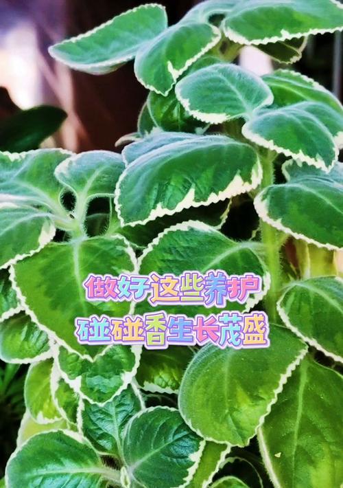 碰碰香的正确养护方法有哪些？