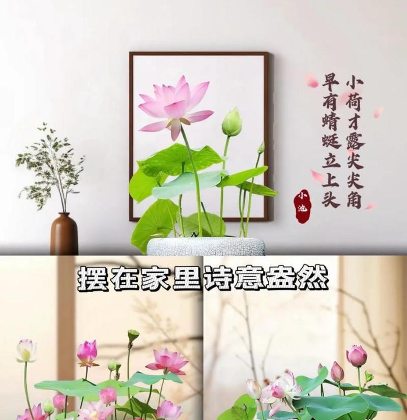 家庭养殖荷花的技巧有哪些？