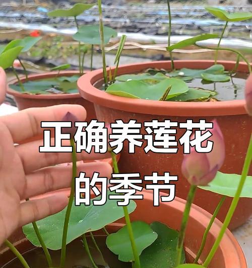 家庭养殖荷花的技巧有哪些？