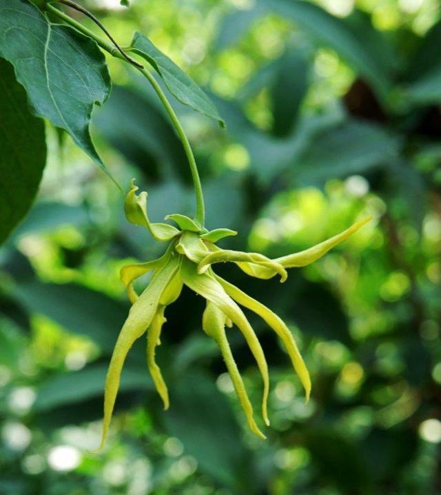 香花的养殖方法是什么？如何保持香味持久？