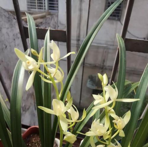 香花的养殖方法是什么？如何保持香味持久？