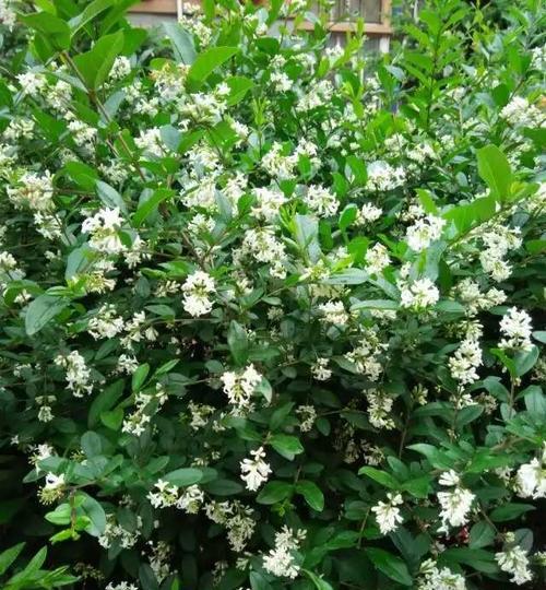 香花的养殖方法是什么？如何保持香味持久？