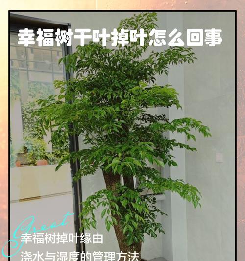 幸福树叶子黄了怎么办？如何让叶子恢复绿色？