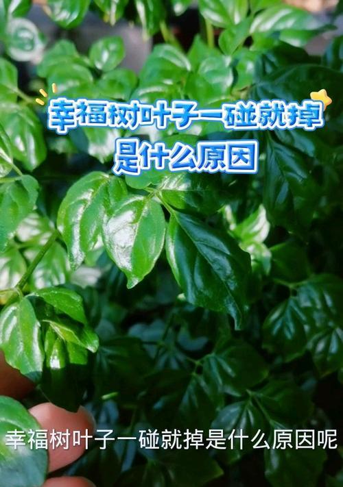 幸福树叶子黄了怎么办？如何让叶子恢复绿色？