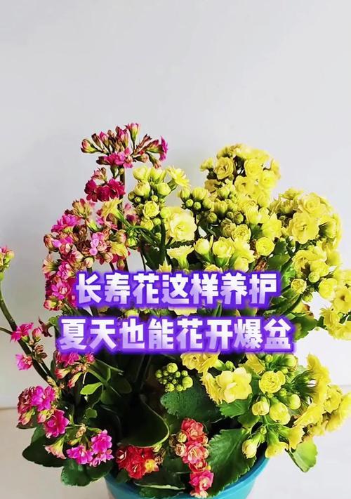 有哪些珍贵的花？如何辨别和养护？