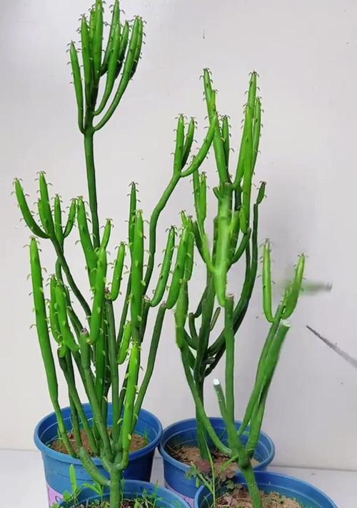姬珊瑚盆景的修形技巧是什么？