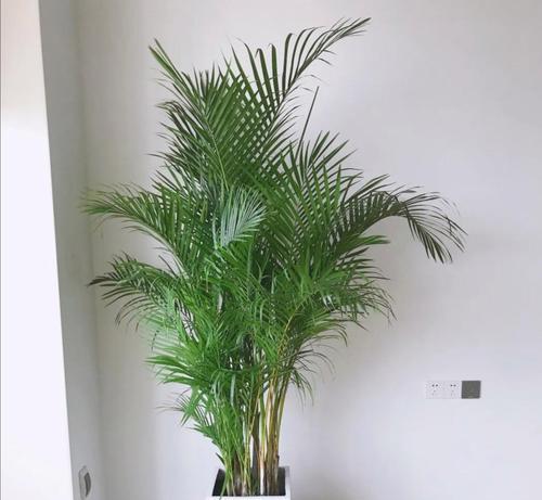 好养的植物有哪些？适合新手的室内植物推荐？