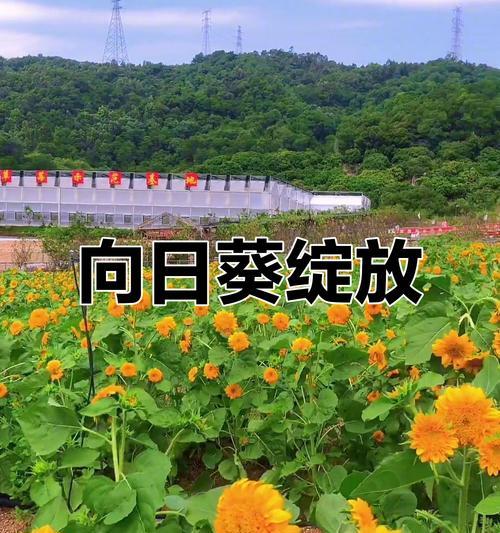 向日葵开花的条件和过程是什么？