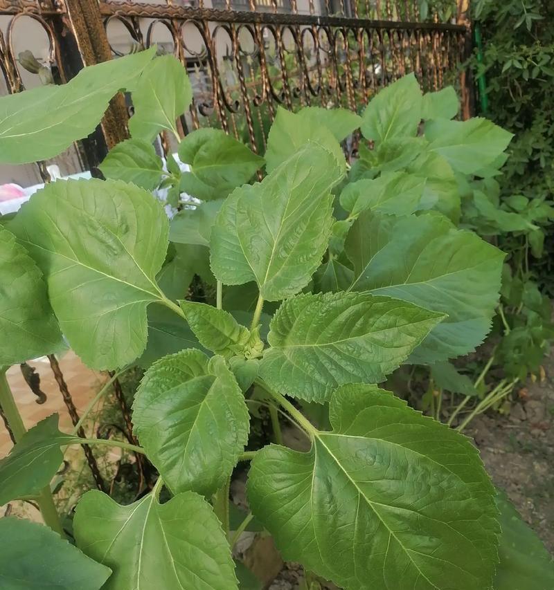 向日葵开花的条件和过程是什么？