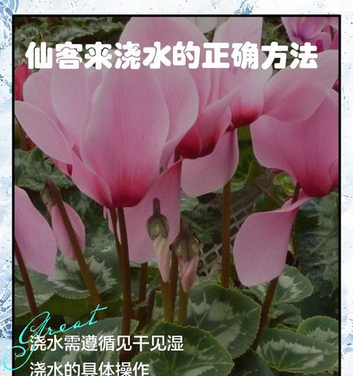 花种浇水的正确方法是什么？如何避免过度浇水？