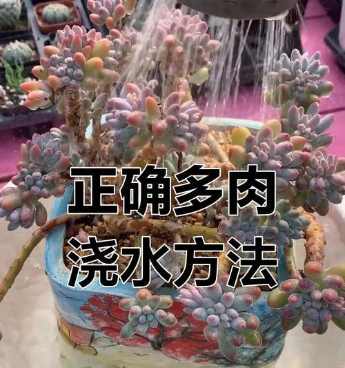 花种浇水的正确方法是什么？如何避免过度浇水？