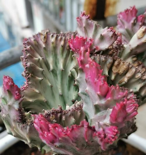 花麒麟怎么养？花麒麟的养护方法和注意事项是什么？