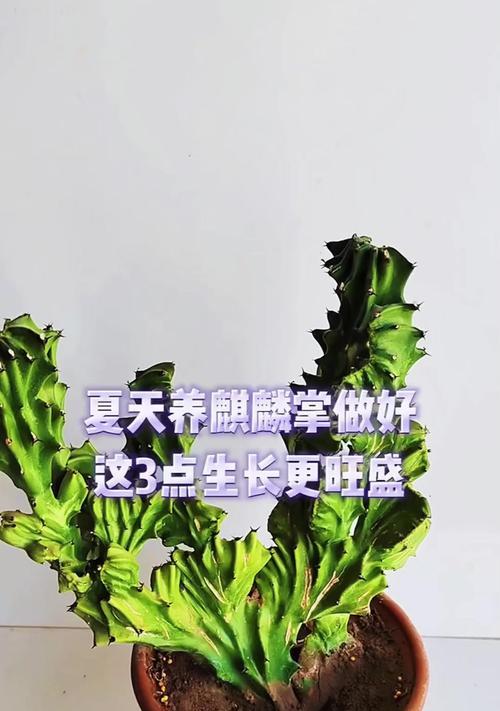 花麒麟怎么养？花麒麟的养护方法和注意事项是什么？
