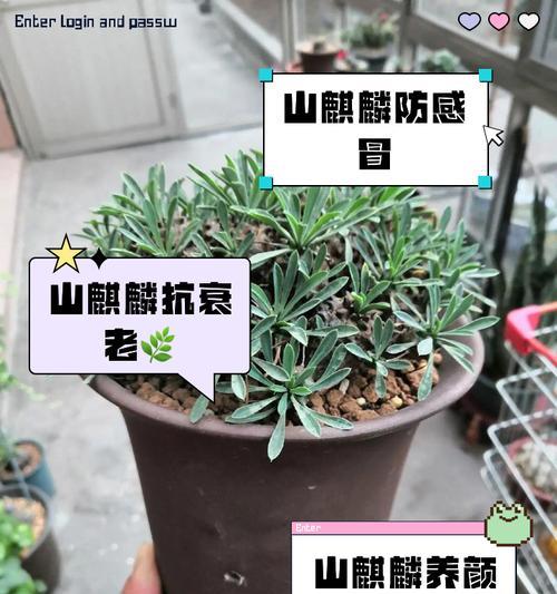 花麒麟怎么养？花麒麟的养护方法和注意事项是什么？