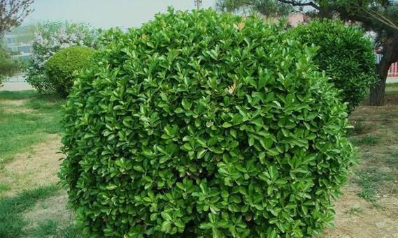 冬青科植物有哪些代表？它们的特点是什么？