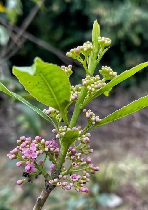 冬青科植物有哪些代表？它们的特点是什么？