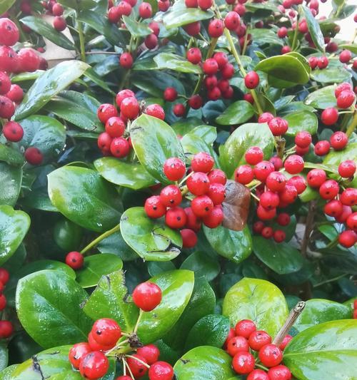冬青科植物有哪些代表？它们的特点是什么？