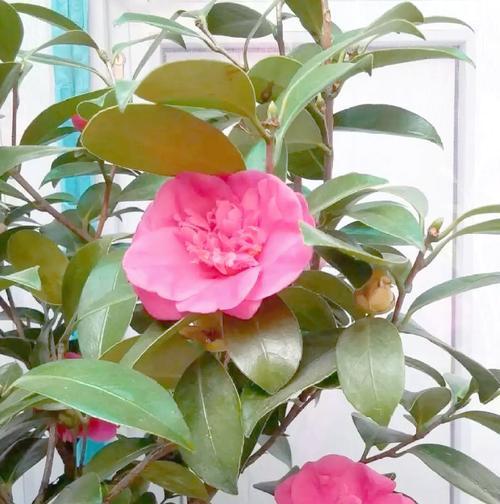 哪些花卉最耐寒？耐寒花卉的种植和管理要点是什么？