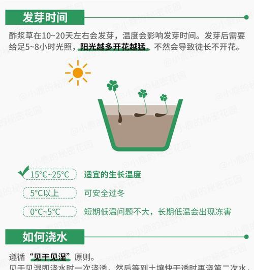 酢酱草种植需要注意什么？怎样才能快速发芽？