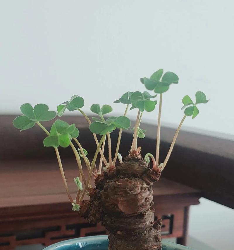 酢酱草种植需要注意什么？怎样才能快速发芽？