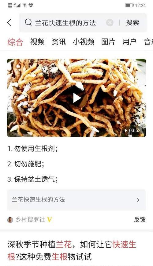 兰花冬季养护和越冬技巧有哪些？